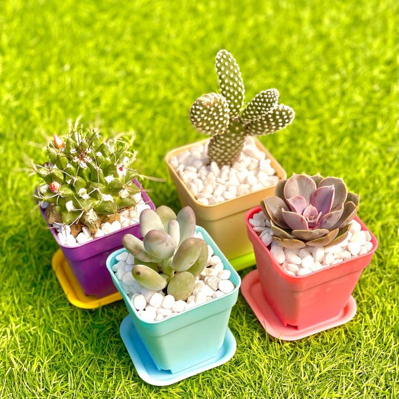 Paket Pot Kotak Kaktus / Sukulen + Media Tanam +Batu Hias