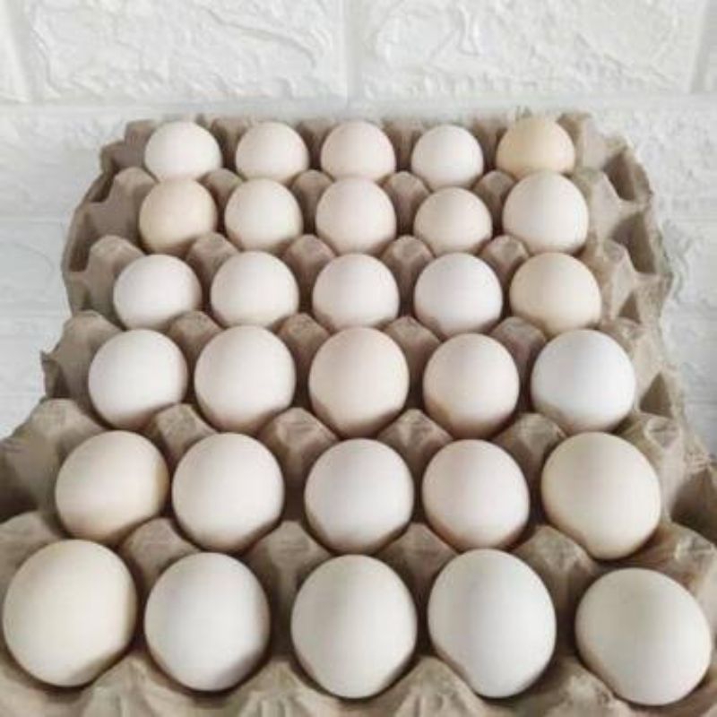 

Telur ayam kampung 1 rak/30pcs