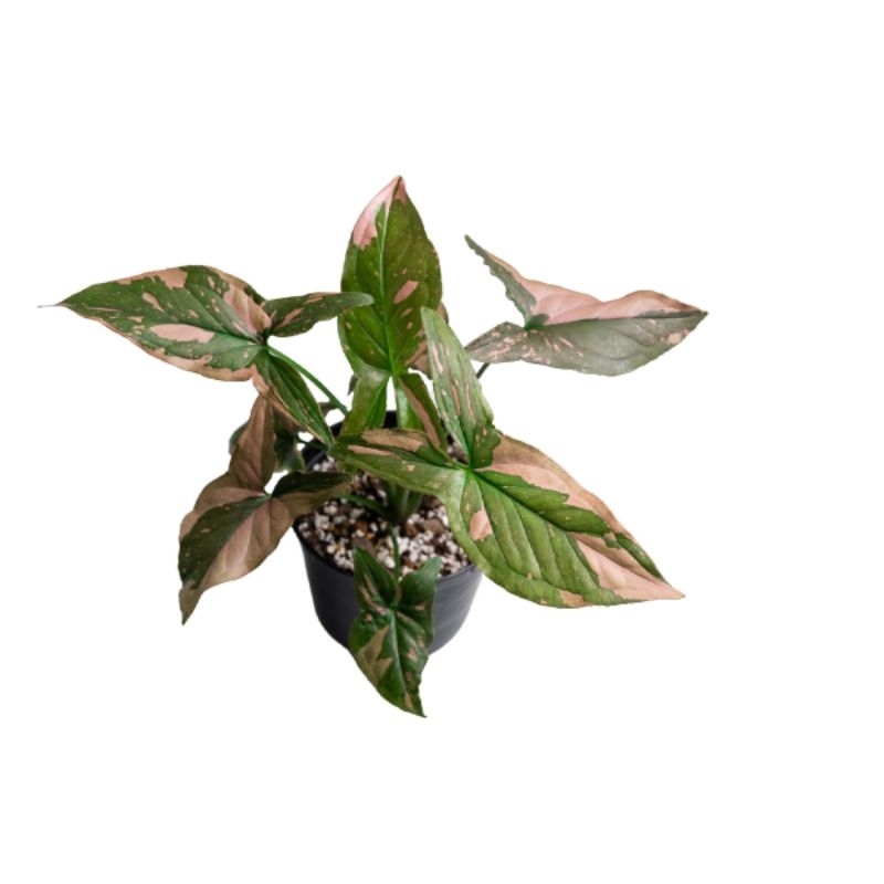 Promo COD tanaman hias Syngonium pink splash - Syngonium pink plash - Syngonium pink - Syngonium pin