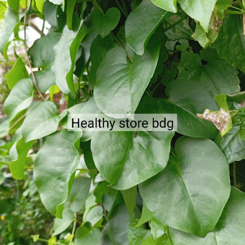 

Daun binahong segar petik langsung paket 1 kg