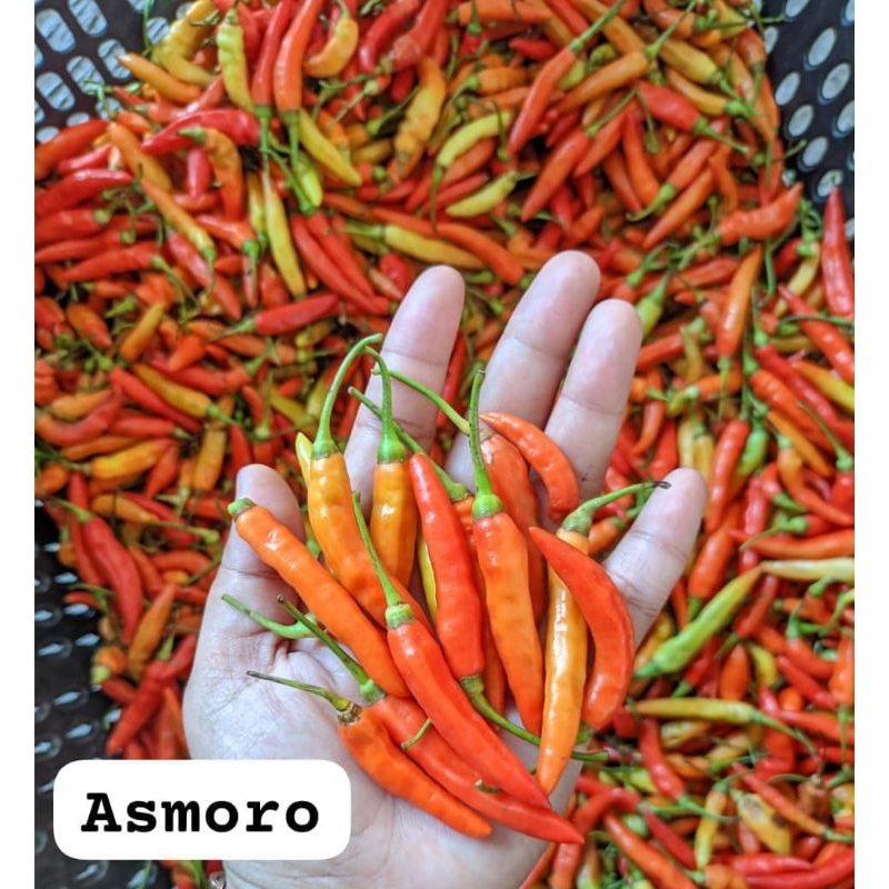 

Lomboksegaarrr dan Lombok besar segarr