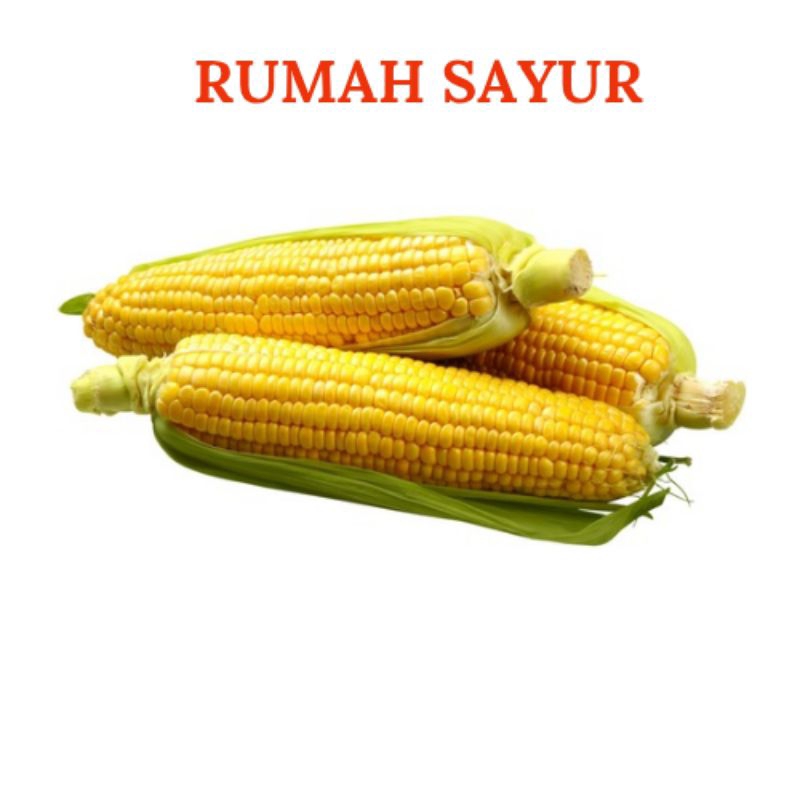 

Jagung Manis Kupas dan Belum Kupas