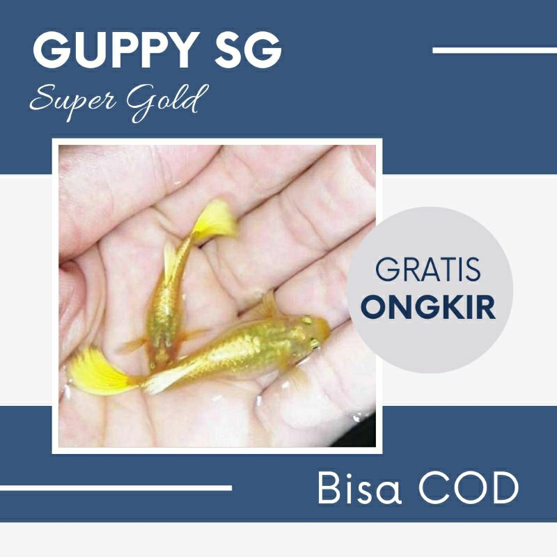 Guppy Super Gold (Sepasang)