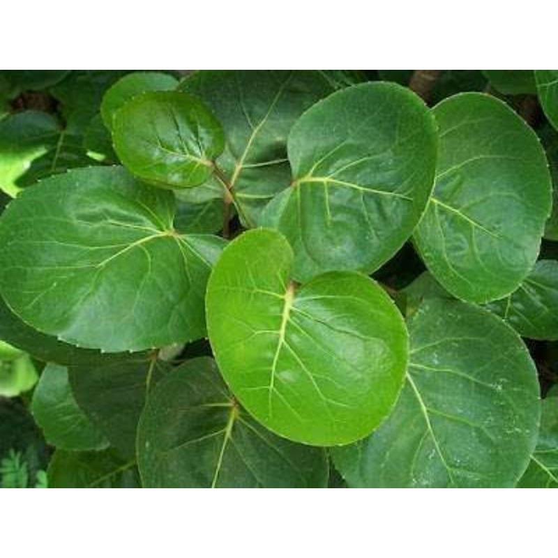 

daun mangkokan 100gram