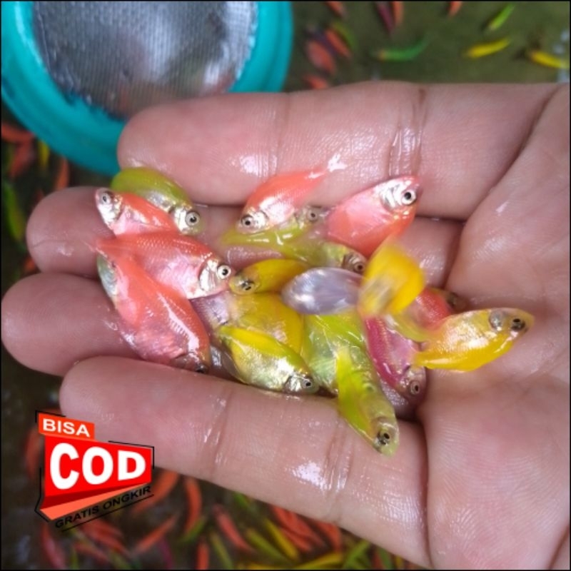 Ikan hias warna-warni kecil isi 10 ekor