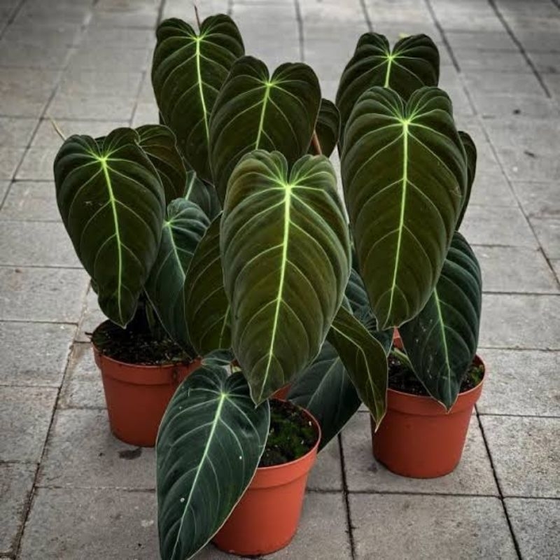 Tanaman hias philodendron melano - Philodendron melano crysum