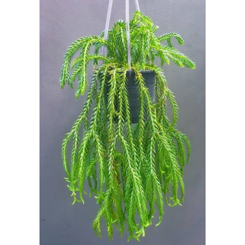 tanaman gantung Huperzia phlegmaria - tanaman -  huperzia