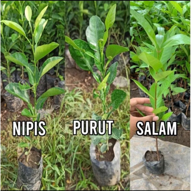 bibit jeruk nipis bibit jeruk purut dan bibit daun salam