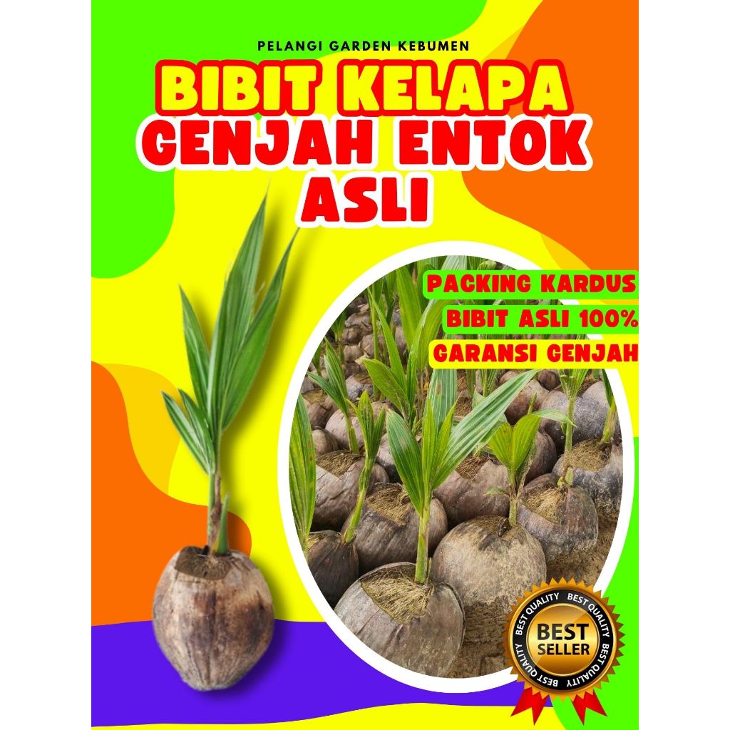 TERLARIS.. Pohon Kelapa Entok Asli, Pohon Kelapa Entok Anakan, Pohon Kelapa Entok Anak