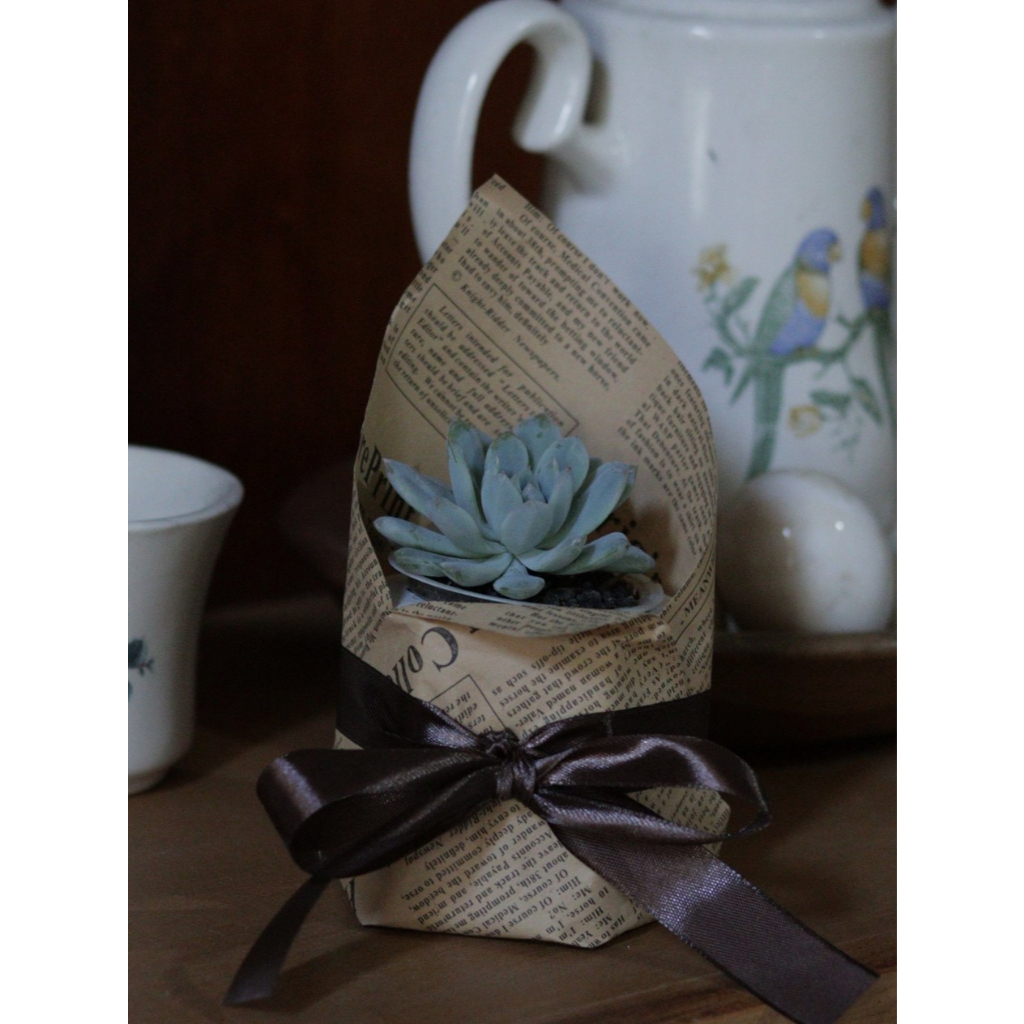 

Hampers Tanaman Sukulen dalam Pot Kertas Vintage + Pita Cantik – Dekorasi Meja / Kado Unik