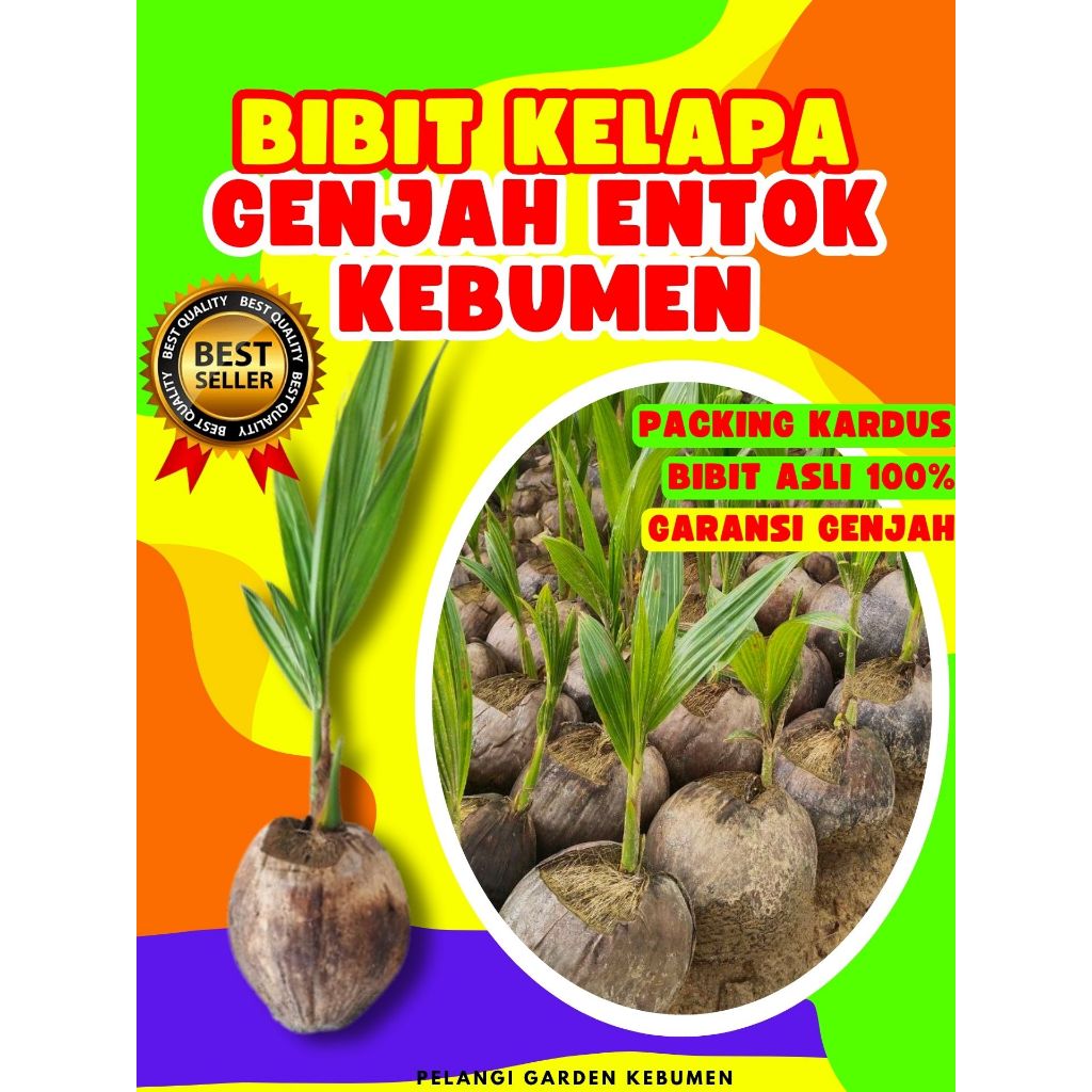 TERBAIK.. Pohon Kelapa Genjah, Pohon Kelapa Genjah Pendek, Pohon Kelapa Genjah Entok