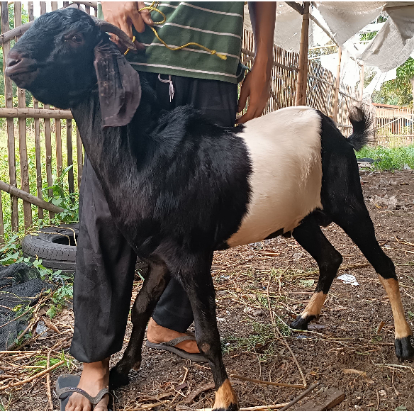 Kambing Jawa Randu Qurban Aqiqah Free Ongkir Jabodebek