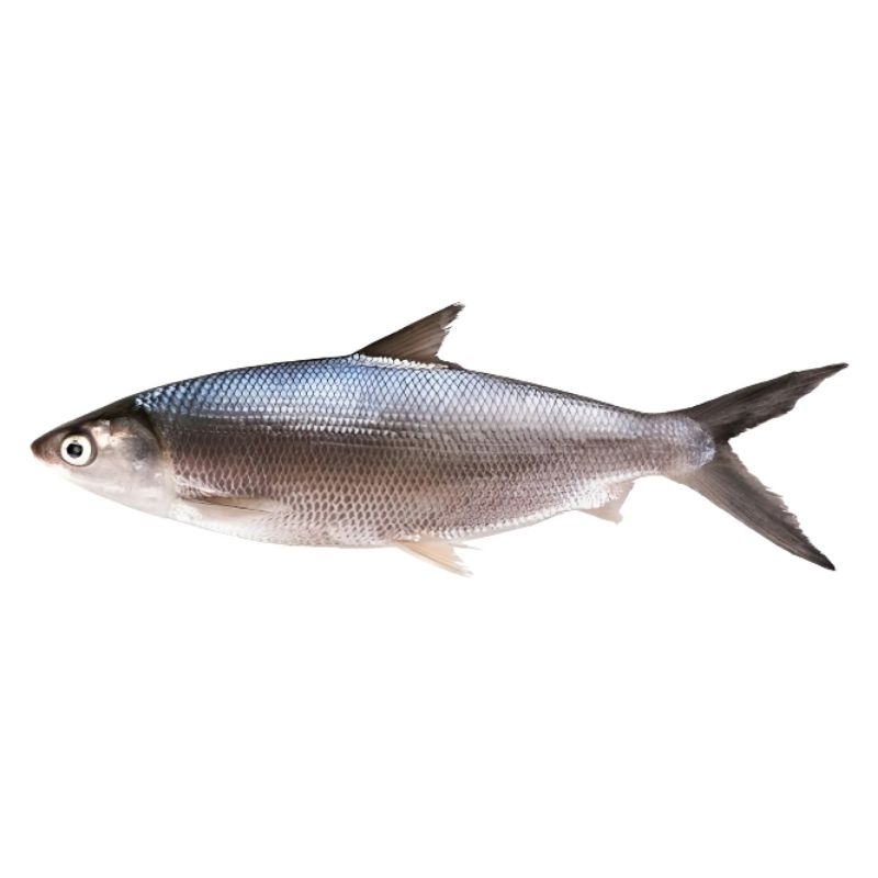 

Ikan Bandeng Fresh 1kg