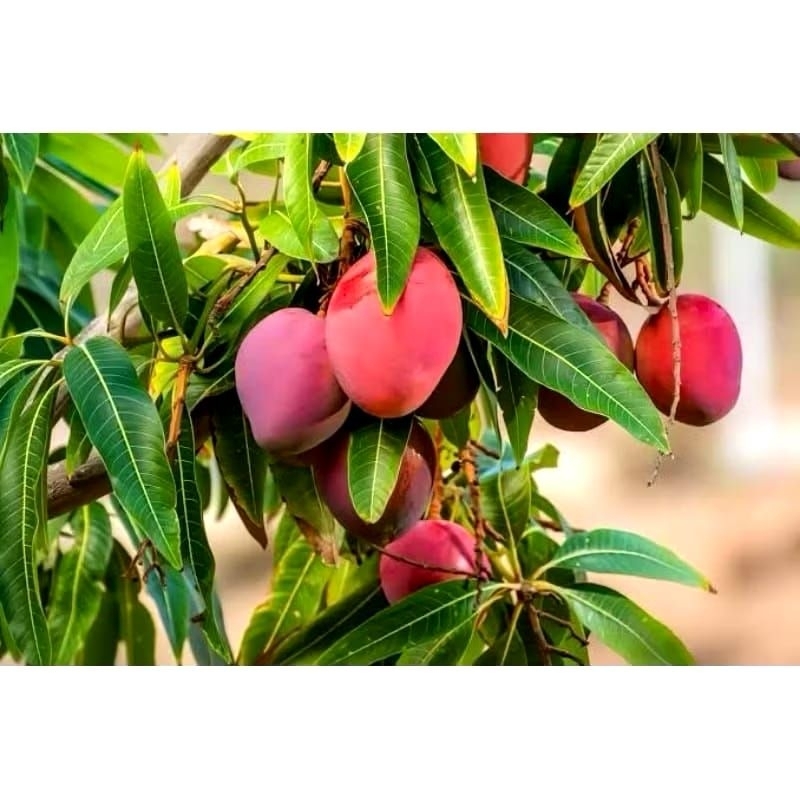 bibit buah mangga Miyazaki