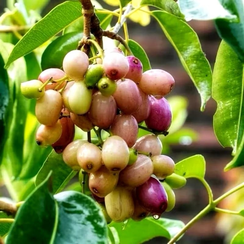 bibit buah Jamblang juwet putih