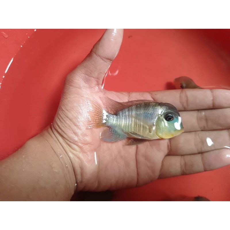 Ikan geophagus balzani cichlid