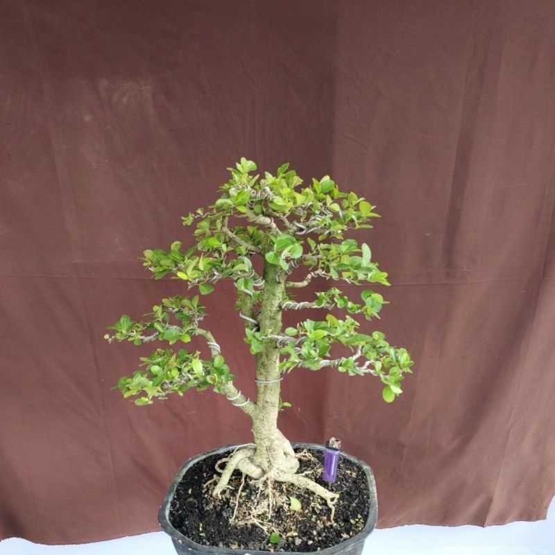 BONSAI SIANCI SESUAI FOTO