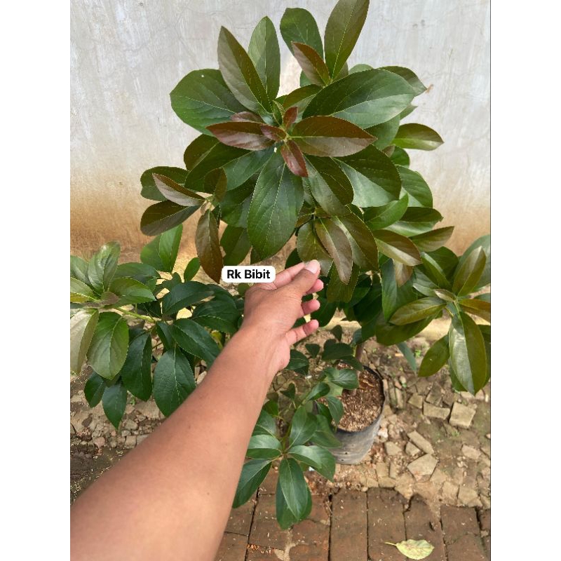 Bibit Alpukat Red Vietnam Tinggi 1 Meter Up Batang Besar