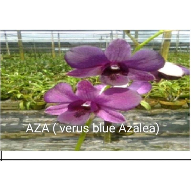 Anggrek dendrobium id AZA