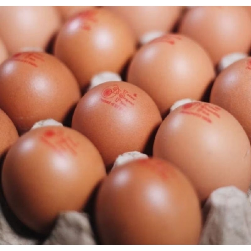 

telur omega 3