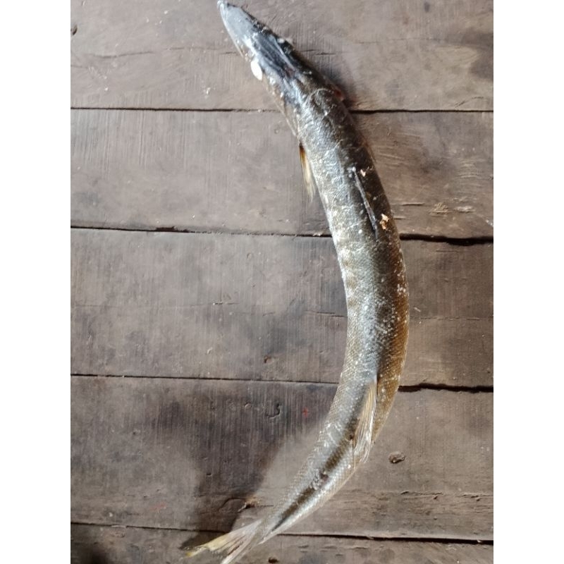 

Alu-alu segar