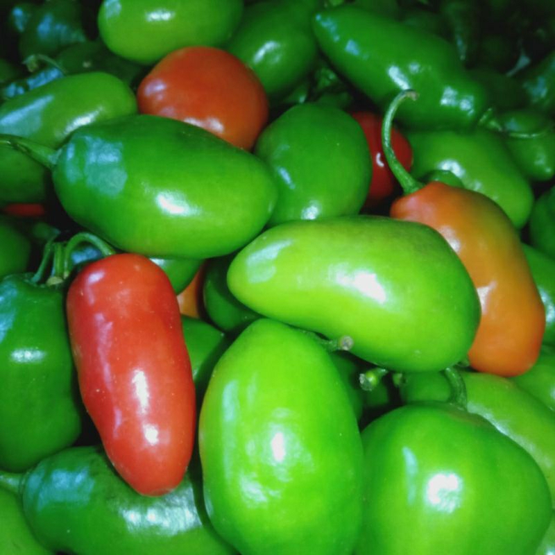 

Cabe Gendot Segar Isi 500gr - paket hemat buah/sayuran cabe gendot segar toraja