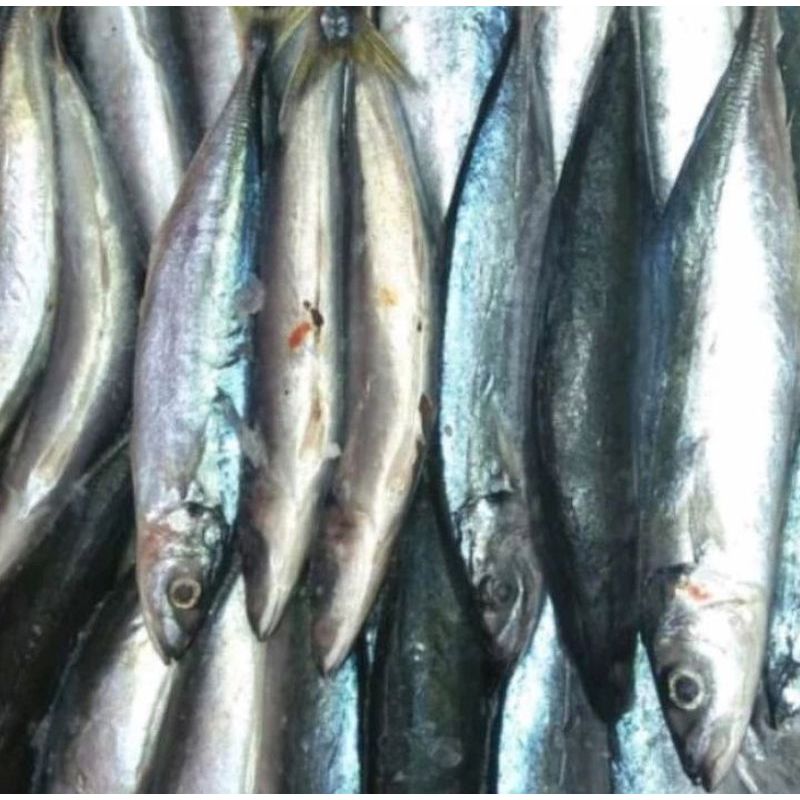 

Ikan Klotok Besar 250 gr — Daging Tebal, Gurih & Segar | Cocok Bakar, Goreng, Pindang & Sup Khas Nusantara