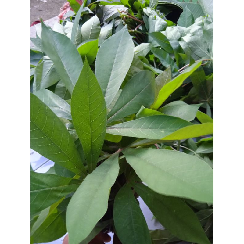 

Daun, pucuk singkong fress /Daun sampeu segar daun montok