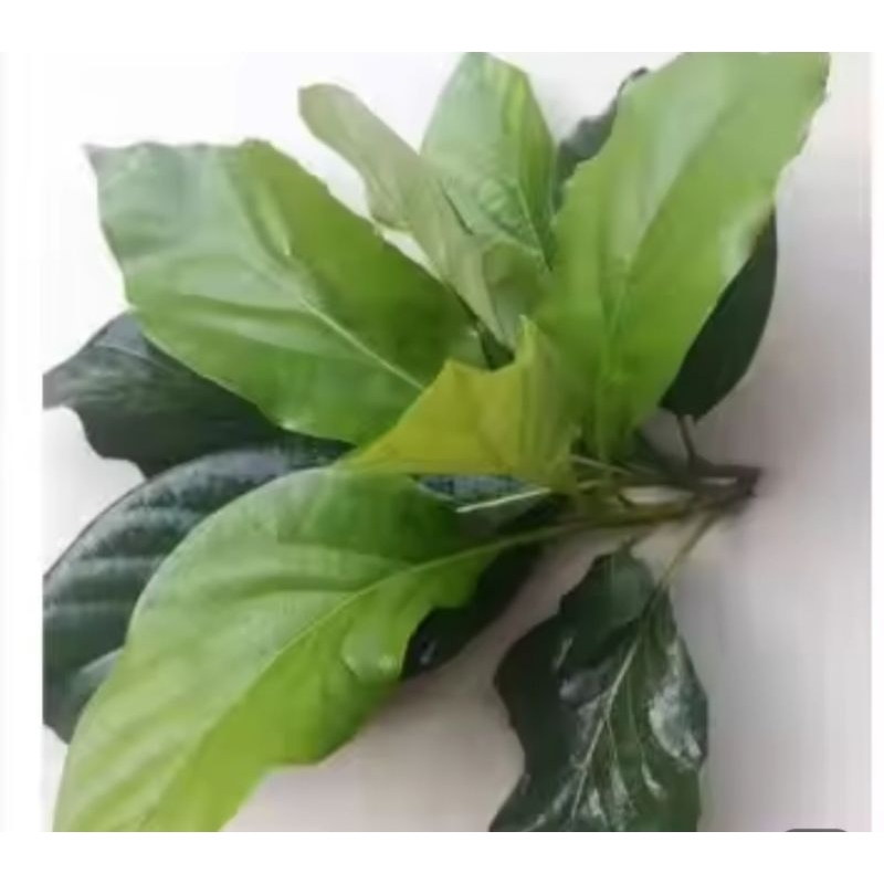 

Daun alpukat asli langsung di petik