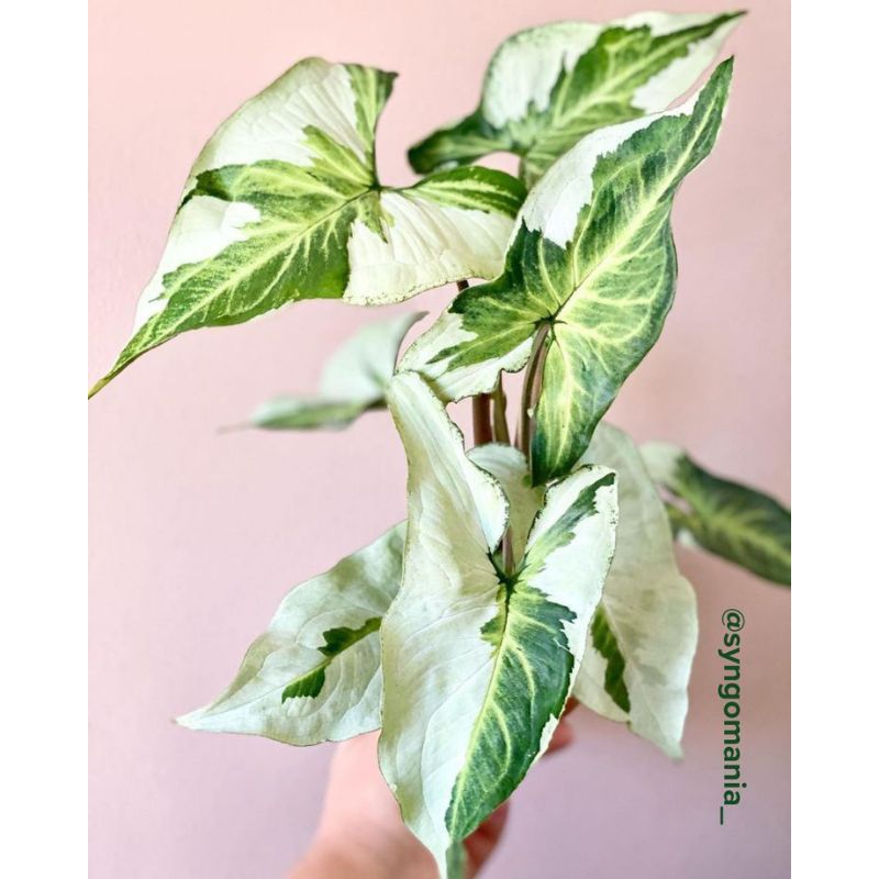 Bibit Tanaman Syngonium Magic Marble