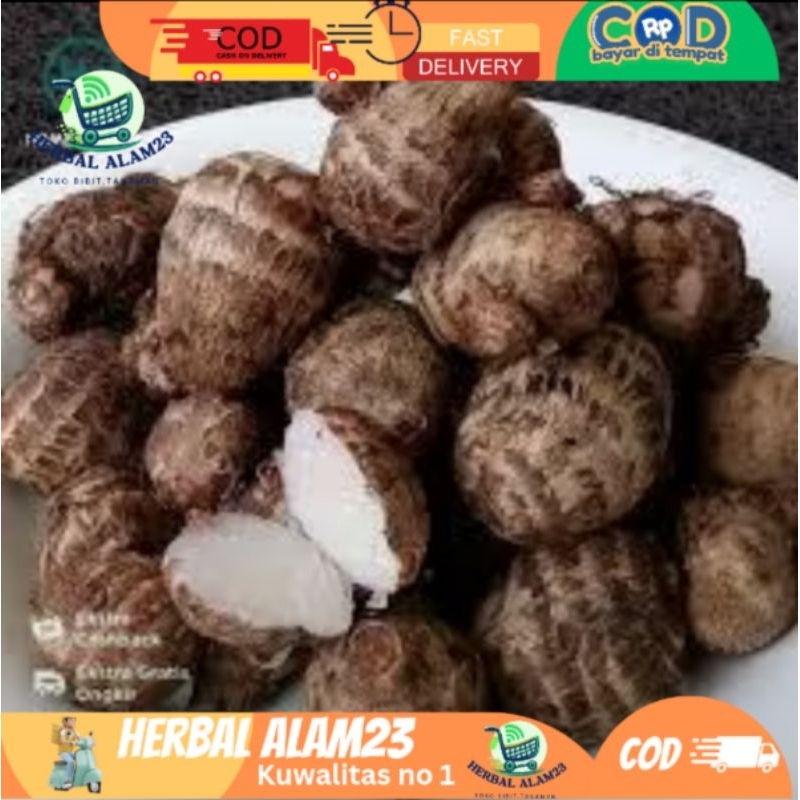 

Bunga Kecombrang Segar 1 kg - Bunga Honje - Rombeh - Kincung Fresh