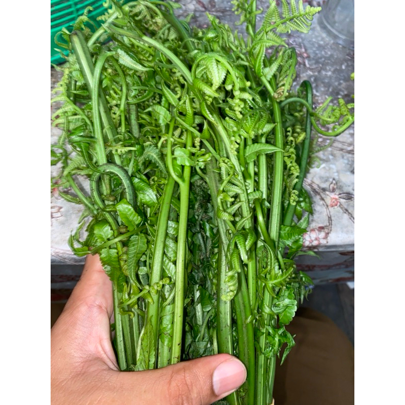

Daun pakis segar
