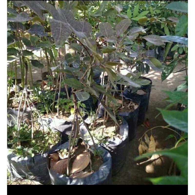 bibit kelengkeng merah kaki 3