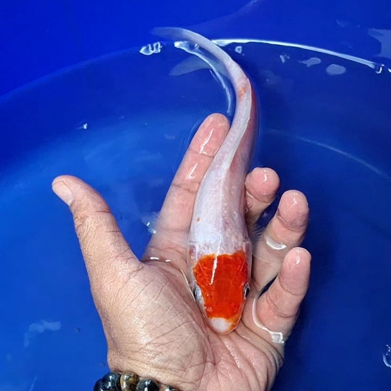 Ikan Koi Blitar Jenis Tancho / Rumah Koi Jakarta / Kode 005
