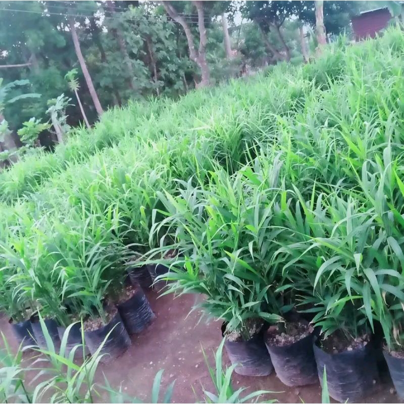 Bibit Jahe Merah asli segar