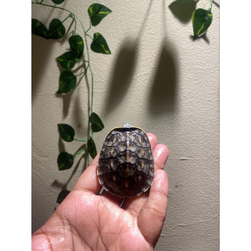 kura kura mainan Ocadia Sinensis