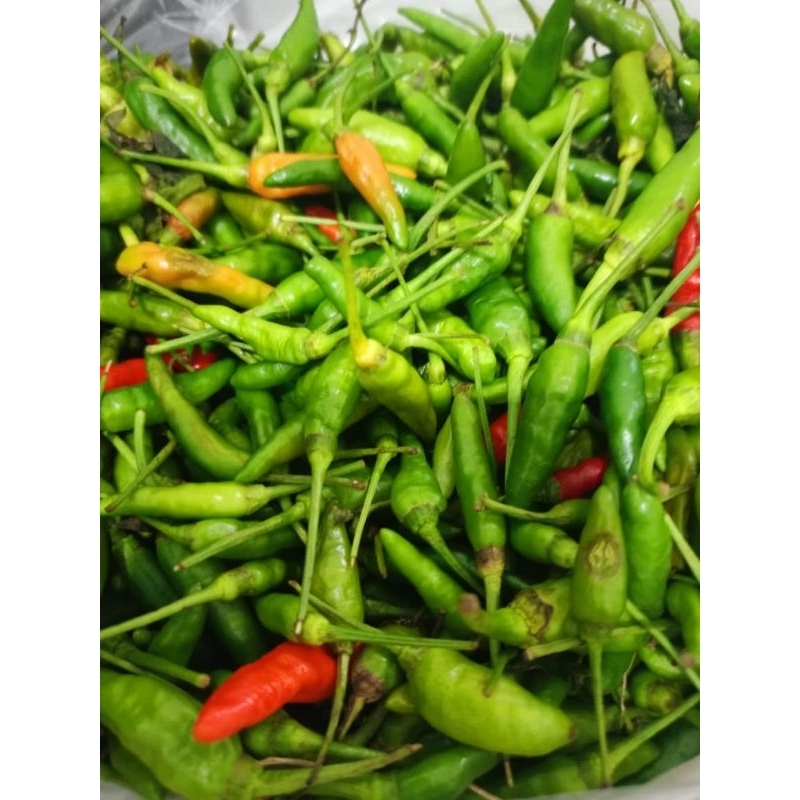 

Cabe Aneka Cabai Rawit Caplak Hijau Kriting