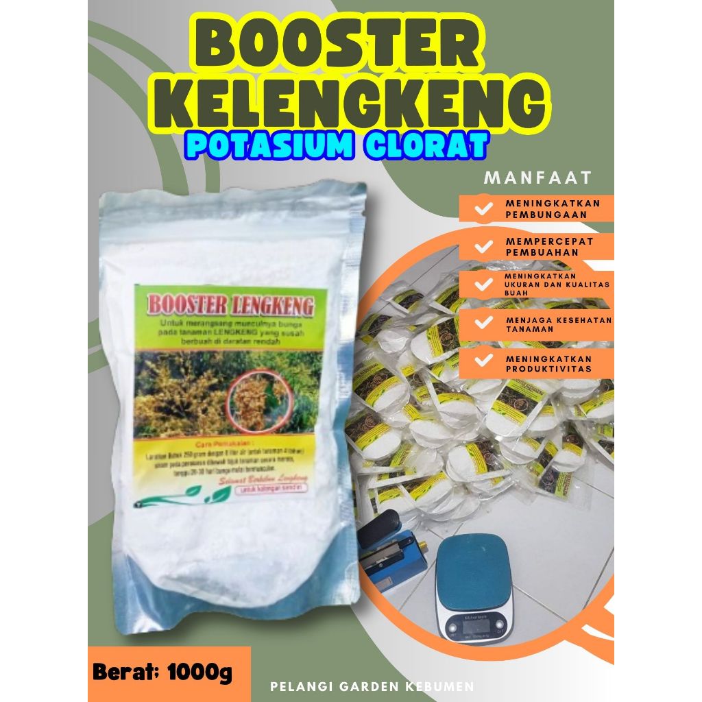 DIJAMIN ASLI  Booster Kelengkeng Puangphet, Booster Kelengkeng Pingpong Cangkok, Booster Kelengkeng 