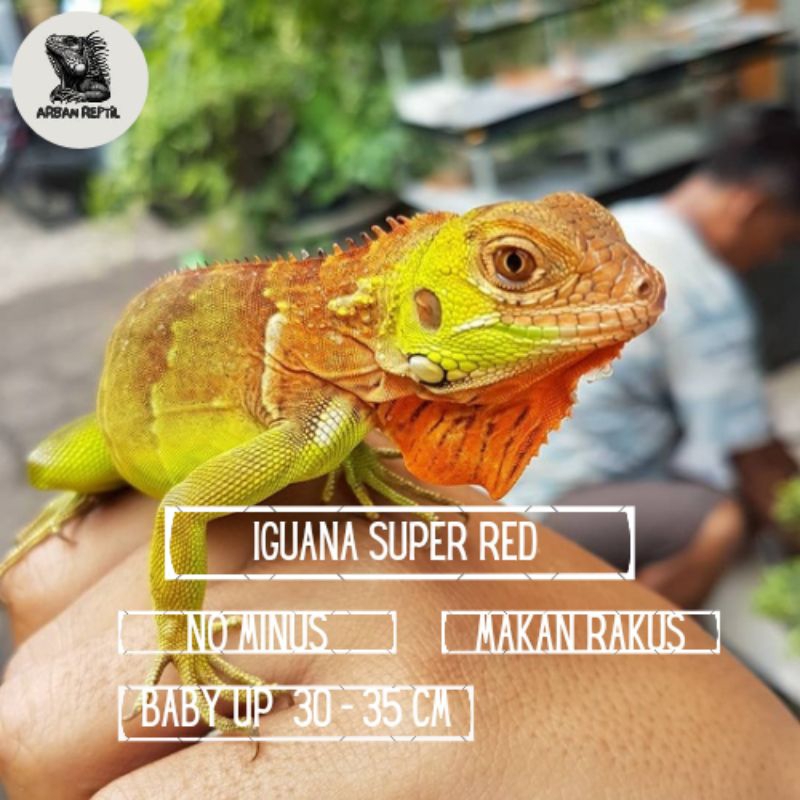 Mainan baby up iguana super red 30 - 35  +/- cm