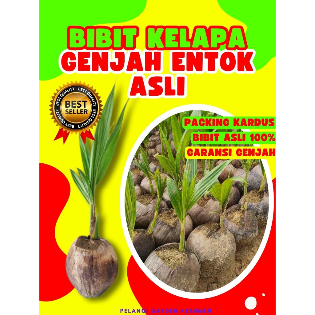 CEPAT BUAH..  Pohon Buah Kelapa Hibrida Bersertifikat, Pohon Buah Kelapa Hibrida Cepat Berbuah, Poho