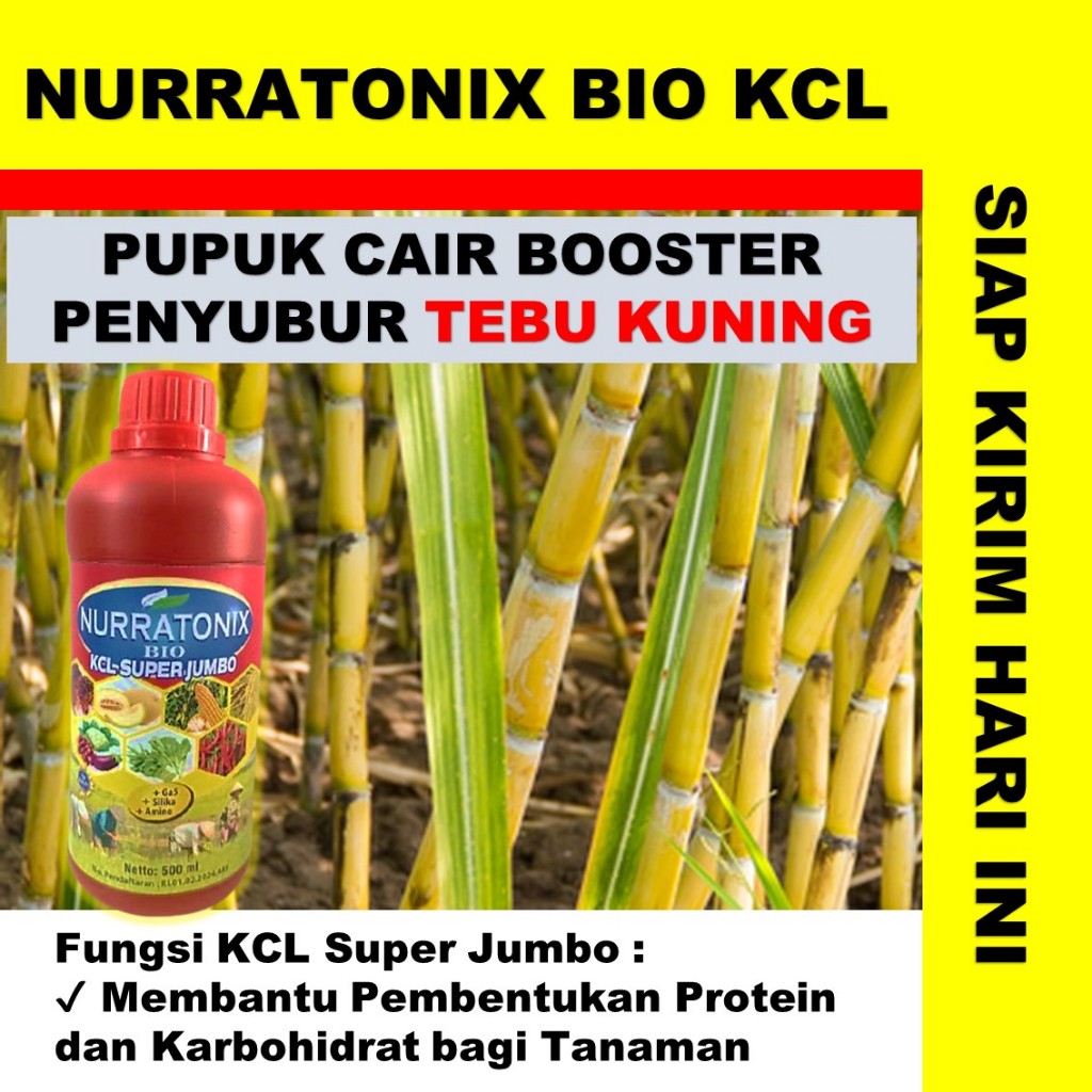 NURRATONIX BIO KCL SUPER JUMBO  Plus GA5, SILIKA, AMINO pupuk cair untuk tebu terbaik - pupuk untuk 