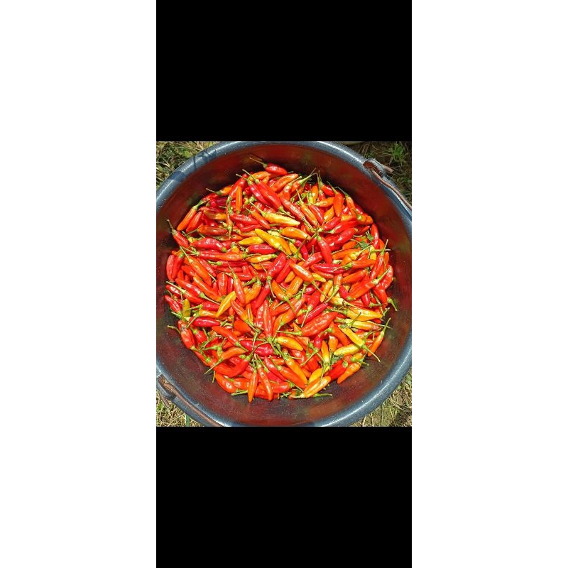 

Cabe Rawit/ Cabe rawit merah/ Cabe Setan ORI 1.000 gr Murah