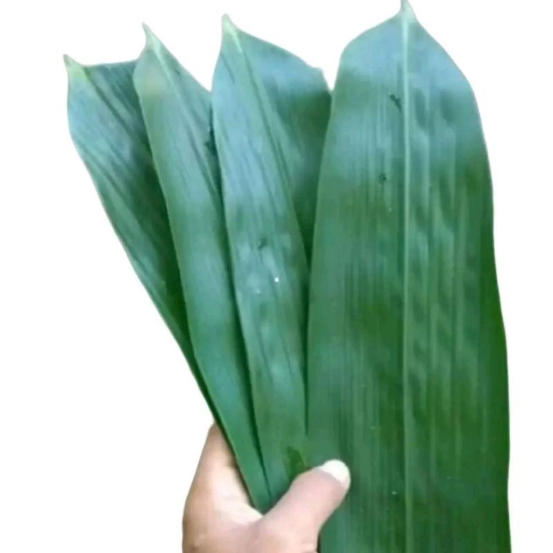 

Daun Bambu Jumbo Bungkus Bakcang / Bacang (100 Lembar) Lebar 5-6 cm