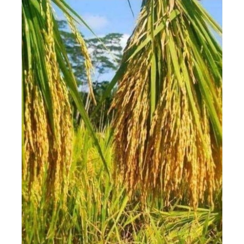 Benih padi IR Mutiara Super (2kg)