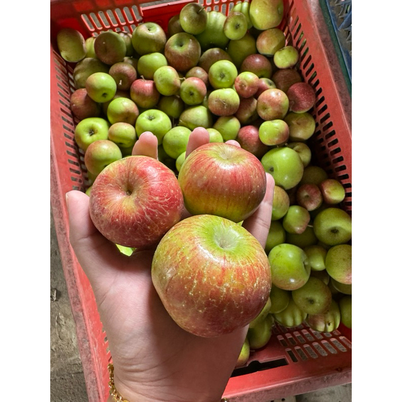 

Apel rome beauty (RB) ukuran tanggung 1kg isi 18-20biji