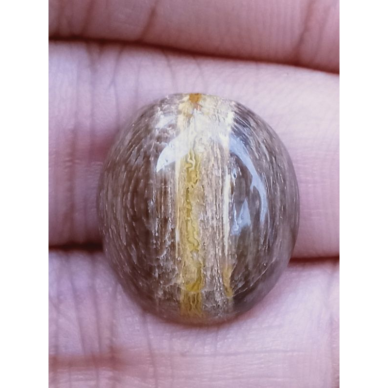 BatuFosil Kayu Kelor Kendit Natural