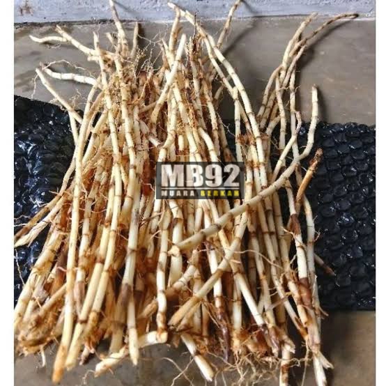 

Akar alang - alang segar/akar alang - alang buat obat herbal 200 g