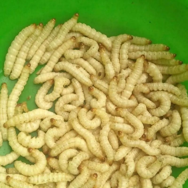 Umpan Pancing Ulat Bambu 60 Ekor Umpan Mancing Cangcilung Cilung Umpan Mancing