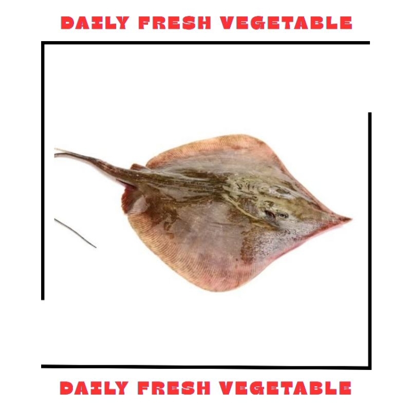

Ikan Pari Fresh 500gr