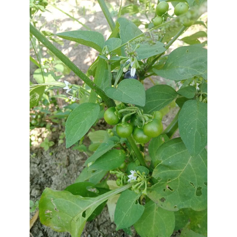 

Buah.leca.segar.langsung.petik.dari.pohonya.per1kg